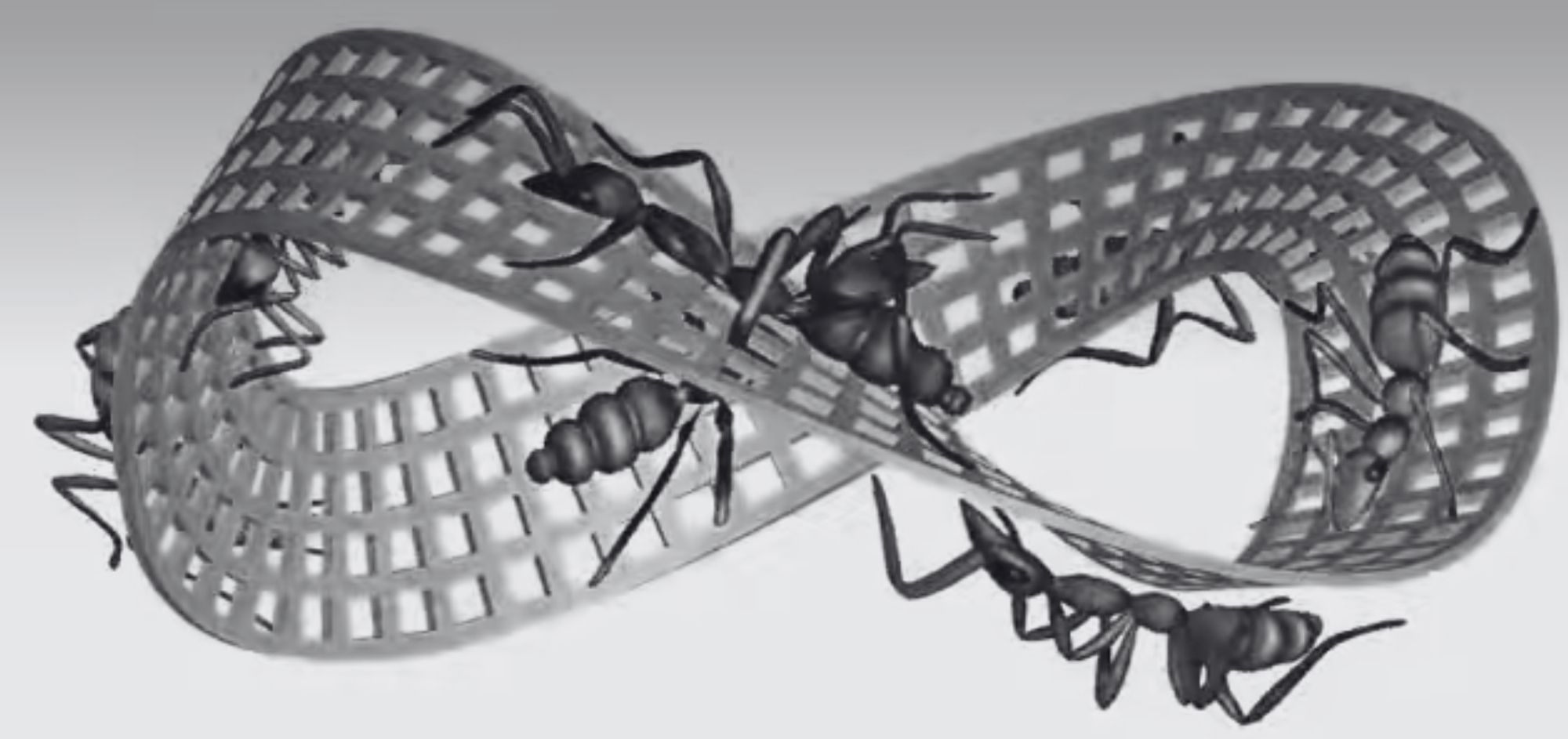 Ants walking on a Möbius strip